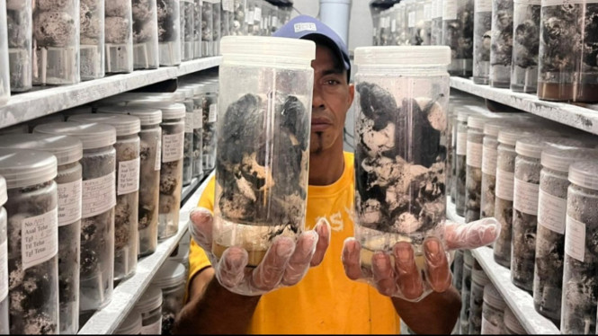 Puluhan ribu telur dan Penyu kecil di pusat konservasi penyu di Banyuwangi