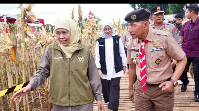 Gubernur Khofifah saat melihat kebun jagung di Jember.