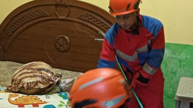 Petugas mengevakuasi kobra dari bawah kasur