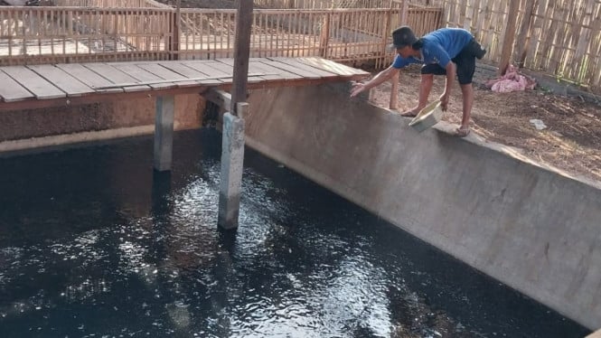 Nari Yusuf Saputra beri pakan ikan lele