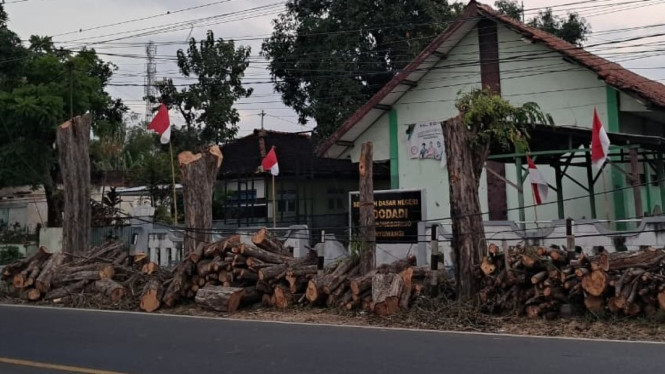 5 Pohon perindang di jalur Pantura Banyuwangi ditebang secara ilegal