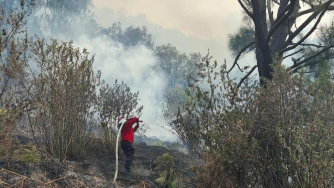 Kebarakan Bromo, beberapa vegetasi tampak hangus terbakar