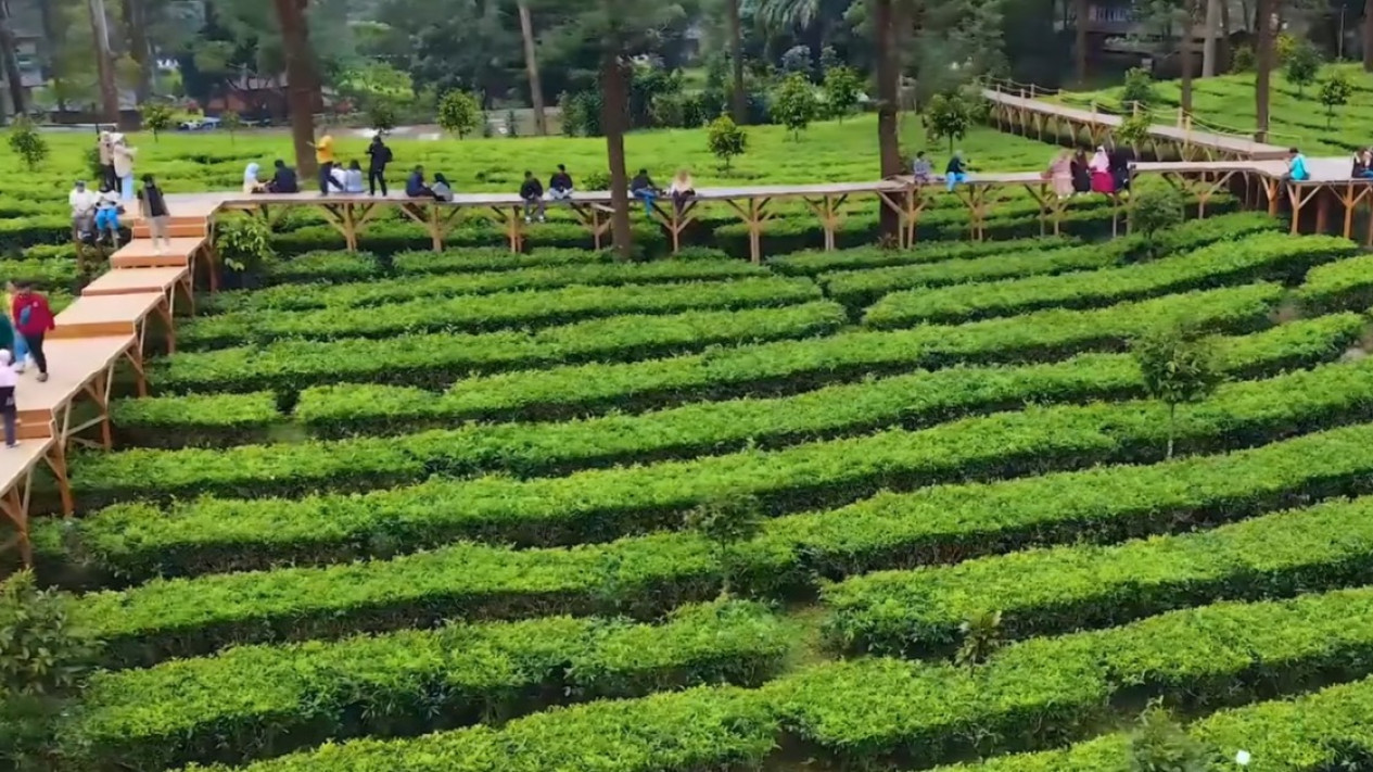Foto Menyeberang di Atas Lautan Teh! Pesona Tea Bridge Puncak Bogor ...