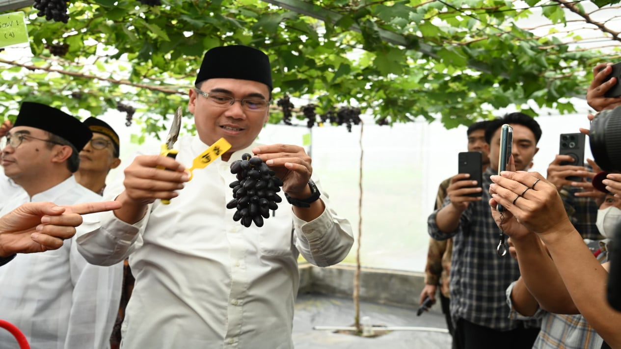 Keren! IPB Berhasil Kembangkan Anggur Tropis, Panen Perdana di Bogor