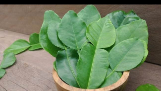7 Manfaat Daun Jeruk Purut Untuk Kesehatan