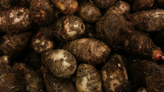 Talas Bogor: Dari Umbi Lokal Hingga Menjadi Raja Oleh-oleh Kota Hujan