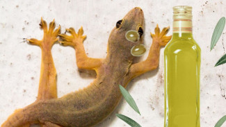 Cara Mengusir Cicak di Rumah Modal Minyak Kayu Putih, Langsung Minggat