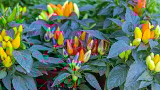 Tidak ke Pasar Lagi! Cara Tanam Cabai di Galon Bekas, Manfaatkan Pekarangan