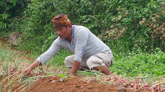 Petani di Sukajaya Panen Puluhan Ton Bawang Merah, Dikirim Hingga Papua