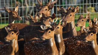 Rusa Totol Istana Bogor, Maskot Kota yang Datang dari Negara Lain