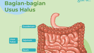 Segala Penyakit Berawal Dari Usus, Mengapa?