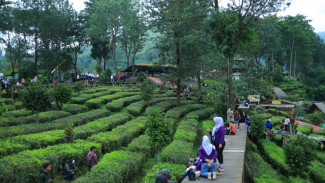 Kunjungan Wisata ke Puncak Menurun, Ini Kata PTPN Gunung Mas