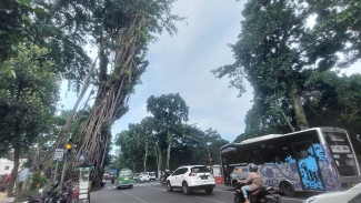 Disperumkim Kota Bogor Tangani 247 Pohon Ber KTP Merah, 53 Sudah Dipangkas dan Ditebang