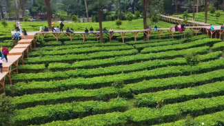 Menyeberang di Atas Lautan Teh! Pesona Tea Bridge Puncak Bogor Bikin Hati Adem