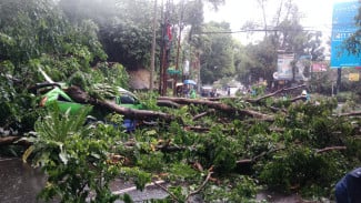 Pohon Tumbang Timpa Angkot di Bogor, Lalu Lintas di Jalan Pajajaran Macet