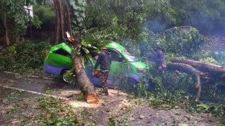 Angkot 09 Jurusan Warung Jambu - Sukasari Ringsek Tertimpa Pohon Besar