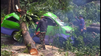 Pohon Besar Tumbang Seketika Di Bogor, Timpa Angkot Hingga Ringsek