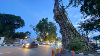 Pohon Tua yang Menyisih Demi Keselamatan, Disperumkim Siapkan Jalur Hijau Pengganti di Sekitar Istana Bogor