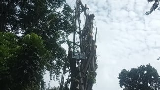 Pohon Tua Bersejarah di Bogor Ditebang Karena Kondisi Ekstrem, Harus Dilakukan Demi Keselamatan Bersama