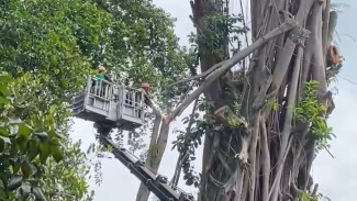 Pohon Tua di Sekitar Balai Kota Bogor Ditebang Demi Keamanan Pengguna Jalan