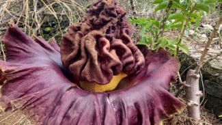 Warga Desa Bojogjengkol Digegerkan Kemunculan Bunga Bangkai