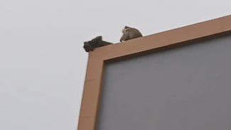 Sudah Sepekan Monyet Liar Teror Warga Ciomas, Damkar Kesulitan Menangkap