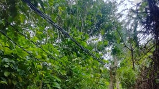 Diduga Ada Oknum Terlibat, Kabel Listrik PLN Mengarah ke Lokasi PETI Cirangsad Masih Terpasang