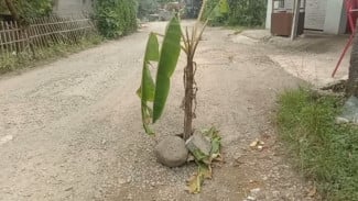 Bentuk Protes, Warga Tanami Jalan Pemda dengan Pohon Pisang