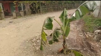 Jalan di Cipereng Bogor Rusak Parah, Warga Tanami Pohon Pisang