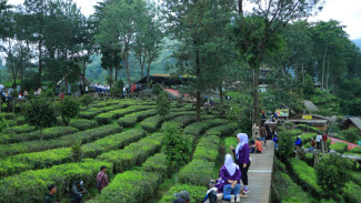 Mitra KSO PTPN Hanya Diizinkan Usaha Agrowisata