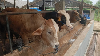 Investasi Sambil Beramal: Kandang Juragan Sisihkan Donasi Rp500 Ribu per Sapi untuk Korban Bencana di Sumatra