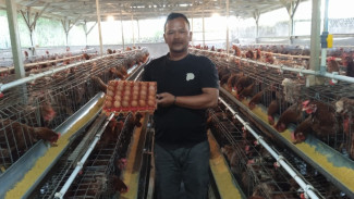 Karang Taruna Sukses Budidayakan Ayam Petelur dalam Program Ketapang Desa Citeko