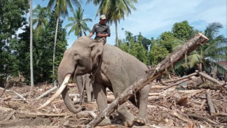 Gajah dan Spirit Kemanusiaan: Bukti Hewan juga Memiliki Rasa Iba