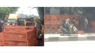 Truk Pengangkut Ayam Terguling di Jalan Raya Kemang, Ratusan Keranjang Berserakan dan Picu Macet Panjang