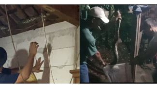 Ular Sanca 5 Meter Masuk Rumah Warga Rumpin, Sempat Bersembunyi di Dalam Kardus