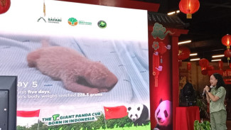 Panda Pertama di Indonesia Lahir, Diberi Nama 'Satrio Wiratama' oleh Presiden Prabowo