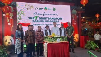 Bayi Panda Lahir di Taman Safari Indonesia, Tonggak Sejarah Diplomasi Konservasi Dunia