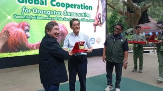 Dari Taman Safari ke Jepang, Begini Upaya Konservasi Orangutan Lintas Negara