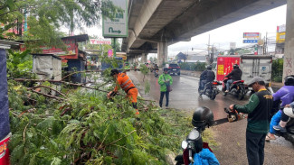 Imbas Cuaca Ekstrem, Pohon Pete Cina Ambruk di Tengah Kota Bogor