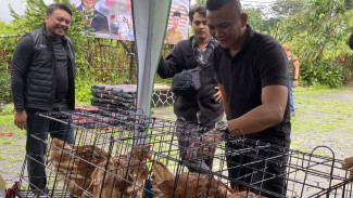 Bagikan Ayam Petelur, Jenal Mutaqin Buka Peluang Warga Jadi Pemasok Bahan MBG