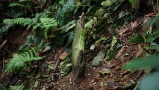Bunga Bangkai Raksasa Segera Mekar di Kebun Raya Bogor, Tingginya Sudah 85 Cm