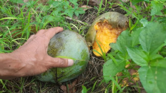 Waspada Virus Nipah, Dinkes Kota Bogor Ingatkan Bahaya Buah Bekas Gigitan Hewan