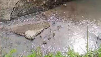 Sungai Cikumpeni Dangkal, Petani Tanjungsari Terancam Gagal Panen dan Krisis Air Sawah