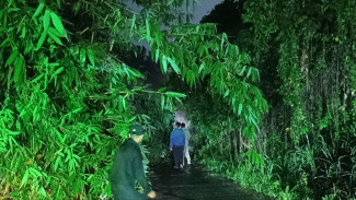 Hujan dan Angin Kencang di Ciseeng, Rumpun Bambu Roboh Tutup Jalan Penghubung Ciseeng–Rumpin