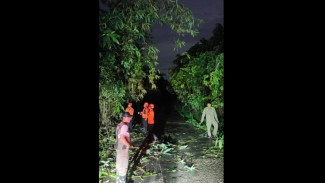 Hampir 4 Jam Evakuasi, Jalan Ciseeng–Rumpin yang Tertutup Bambu Akhirnya Kembali Normal