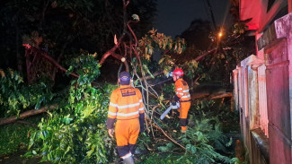 Pohon Tumbang Akibat Cuaca Ekstrem Sempat Tutup Jalan di Sempur Bogor