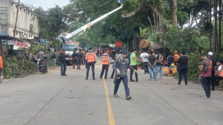 Pohon Tumbang Tutup Jalur Bocimi, Kemacetan Mengular hingga Simpang Ciawi