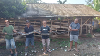 Teror Ular Sanca 4 Meter di Rumpin Berakhir, Pelaku Hilangnya Ternak Akhirnya Tertangkap