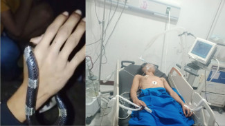 Remaja Bogor Tewas Digigit Ular Belang Usai Dibawa Pulang, Satu Korban Masih Kritis