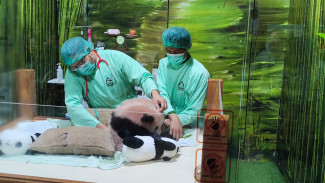 Panda 'Rio' Mulai Sapa Pengunjung Taman Safari Bogor Akhir Mei Ini